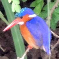 Malachite Kingfisher, Alcedo cristata, © Michael Plagens