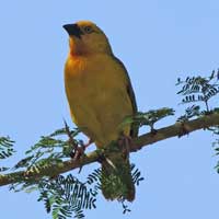 Holub's/African Golden Weaver, Ploceus xanthops, © Michael Plagens