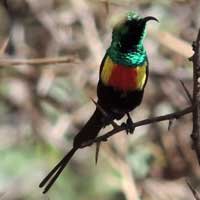 Beautiful Sunbird © Michael Plagens