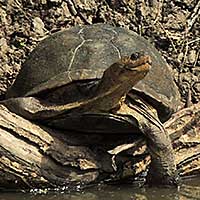 Serrated Hinged Terrapin, Pelusios sinuatus, photo © Michael Plagens