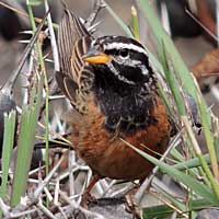 Cinnamon-breasted Bunting © Michael Plagens