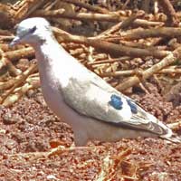 Emerald-spotted Wood-Dove photo © Michael Plagens