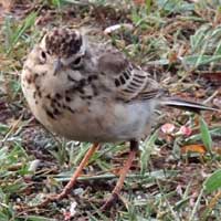 African Pipit © Michael Plagens