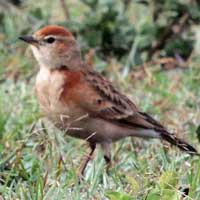 Red-capped Lark, Calandrella cinerea, © Michael Plagens