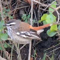 White-browed Scrub-robin, Cercotrichas leucophrys photo © Michael Plagens