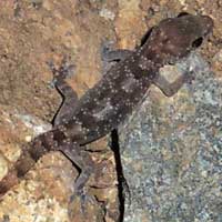 Speckled Hemidactylus Gecko