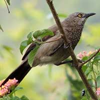 Brown Babbler © Michael Plagens