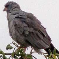 DarkChanting Goshawk © Michael Plagens