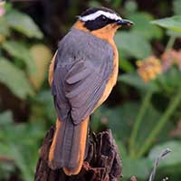 White-browed Robin-Chat