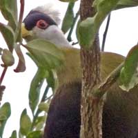 White-crested Turaco photo © Michael Plagens