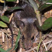 Muridae from Kerio Valley, photo © Michael Plagens