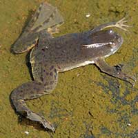 Xenopus Clawed Frog, Pipidae, photo © Michael Plagens