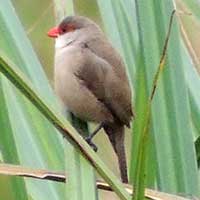 Common Waxbill, © Michael Plagens