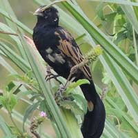 Jackson's Widowbird © Michael Plagens