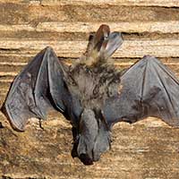 Bat, order Chiroptera, from Kerio Valley, photo © Michael Plagens