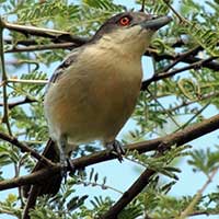 Northern Puffback, Dryoscopus gambensis, © Michael Plagens