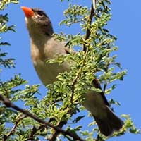 Red-headed Weaver