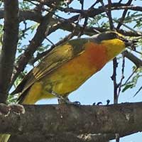 Sulfur-breasted Bush-Shrike photo © Michael Plagens