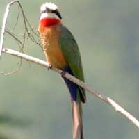 White-fronted Bee-eater