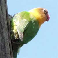 bad photo of Fischer's Lovebird © Michael Plagens