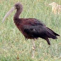 Sacred Ibis photo © Michael Plagens