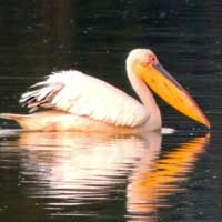 Great White Pelican © Michael Plagens