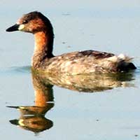 Little Grebe © Michael Plagens