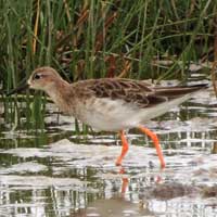 Ruff photo © Michael Plagens