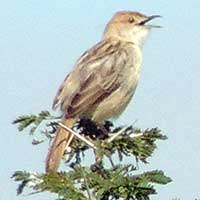 Rattling Cisticola, © Michael Plagens