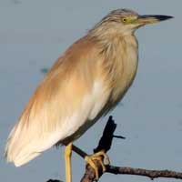 Squacco Heron in Kenya, © Michael Plagens