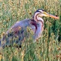 Purple Heron in Kenya, © Michael Plagens