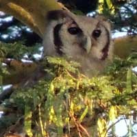 Verreaux's Eagle Owl photo © Michael Plagens