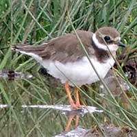 Common Ringed Plover, photo © Michael Plagens
