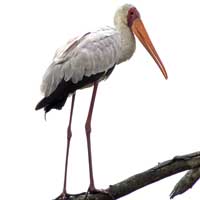 Yellow-billed Stork © Michael Plagens