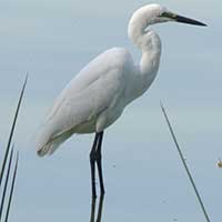 Little Egret photo © Michael Plagens