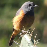 Little Rock Thrush, © Michael Plagens