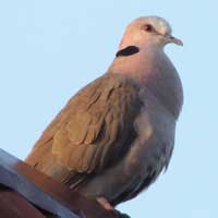 Red-eyed Dove photo © Michael Plagens