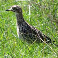 Spotted Thick-knee photo © Michael Plagens