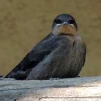 Rock Martin, Ptyonoprogne fuligula, © Michael Plagens