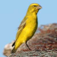 Brimstone Canary, Serinus dorsostriatus, © Michael Plagens