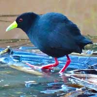 Black Crake photo © Evans Torotich