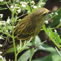 African Citril, Crithagra citrinelloides, © Michael Plagens