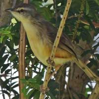 Tawny-flanked Prinia © Michael Plagens