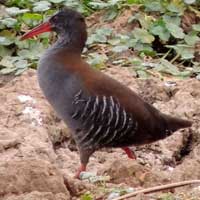 African Water Rail is secretive © Michael Plagens