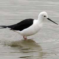 Black-winged Stilt photo © Michael Plagens