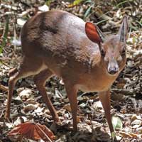 Kirk's Dik-Dik photo © M Plagens