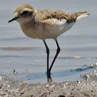 Kittlitz's Plover photo © Michael Plagens