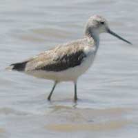 Common Greenshank photo © Michael Plagens