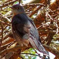 Red-chested Cuckoo © Michael Plagens