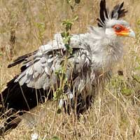 Secretarybird, Sagittarius serpentarius, photo © Michael Plagens